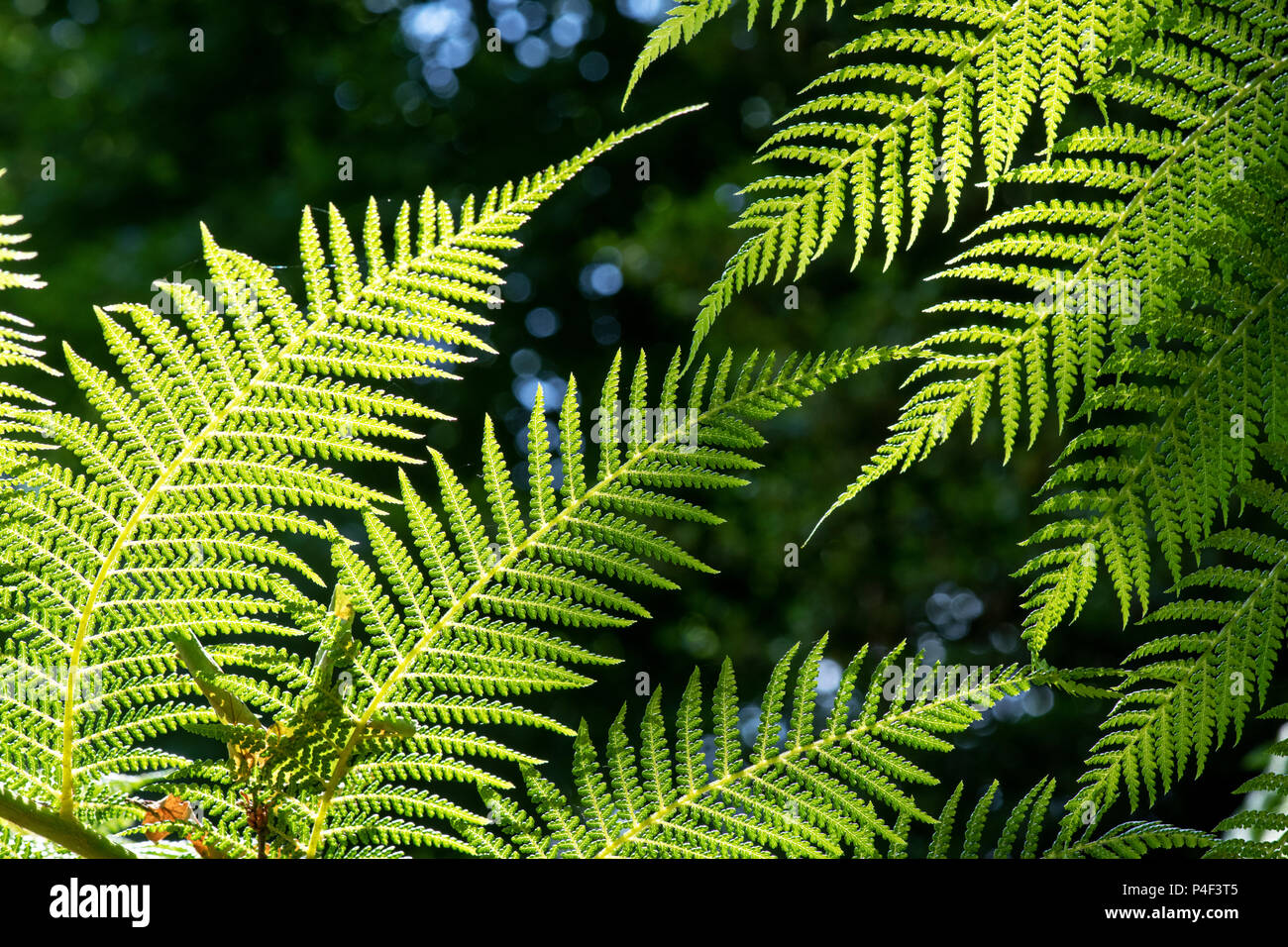 Dicksonia Antarctica. Baumfarn Wedel Muster Stockfoto