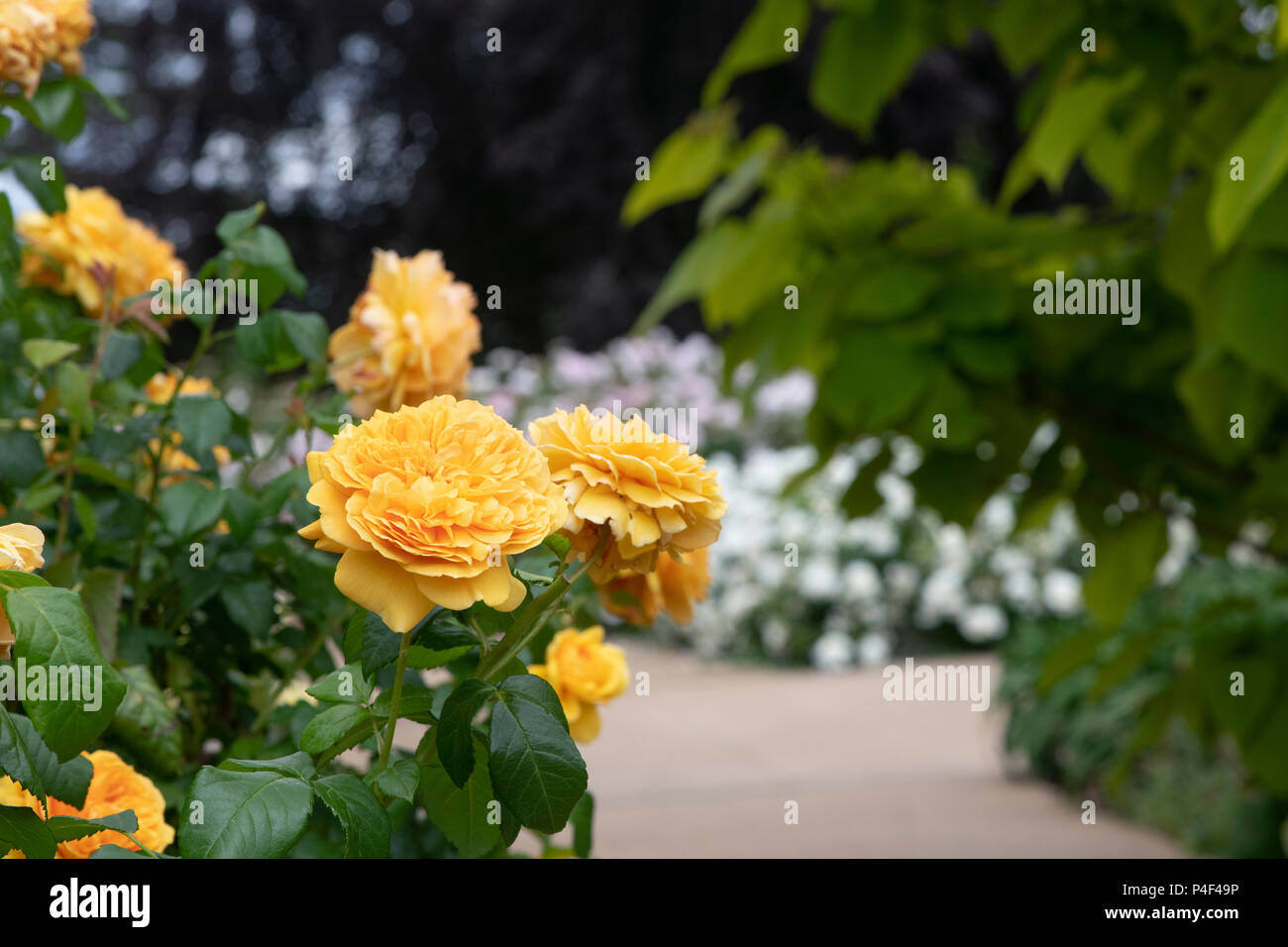 Rosa tutu Lea '/Hornavel'. Wiederholen - blühender Strauch rose. Großbritannien Stockfoto