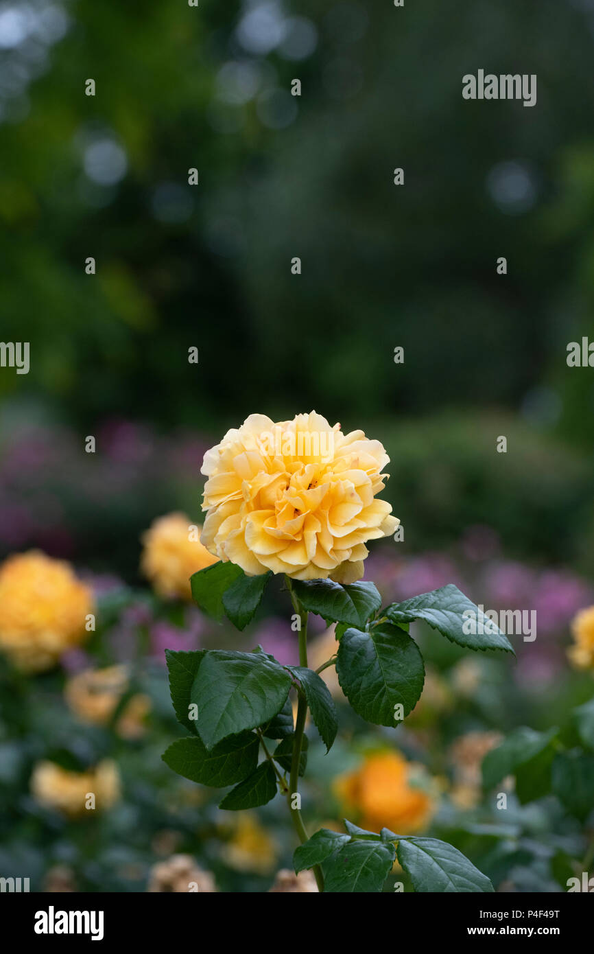 Rosa tutu Lea '/Hornavel'. Wiederholen - blühender Strauch rose. Großbritannien Stockfoto