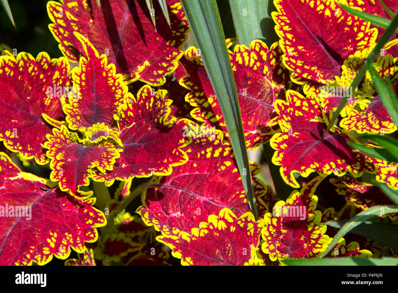 Die roten, grünen und gelben Blätter der gemalten Brennnessel - coleus Stockfoto