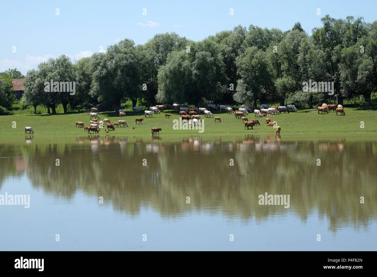 Rinder weiden an den Ufern des Flusses Sava in Lonjsko Polje, Kroatien Stockfoto