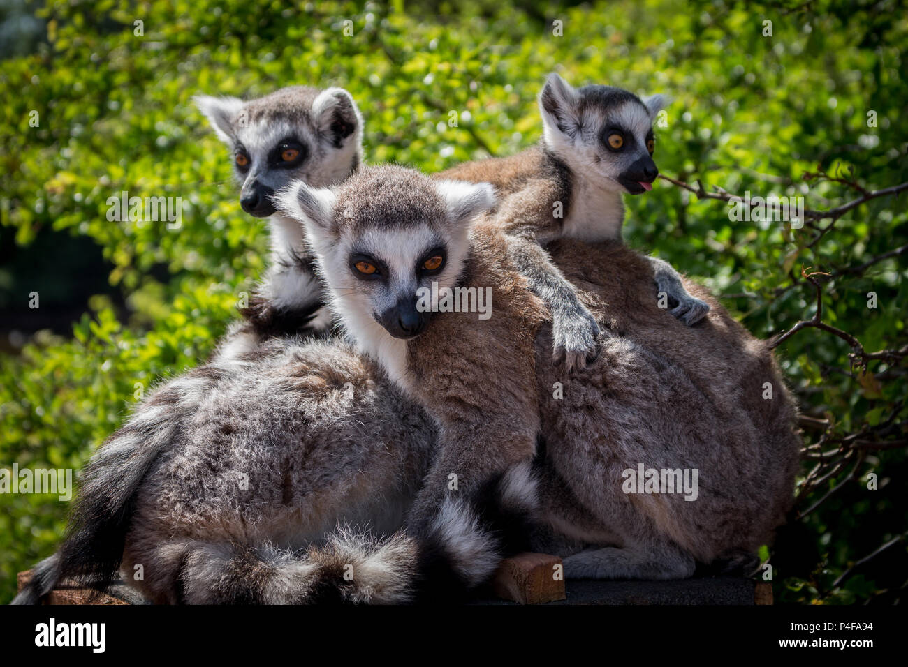 Familie von Ring Tailed Lemurs Stockfoto