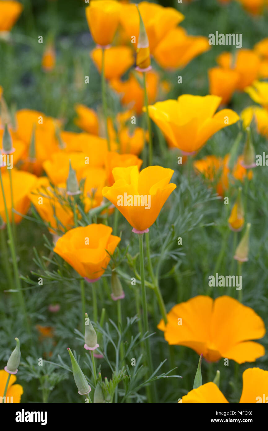 Eschschschscholzia californica 'Orange King'. Kalifornischer Mohn. Stockfoto