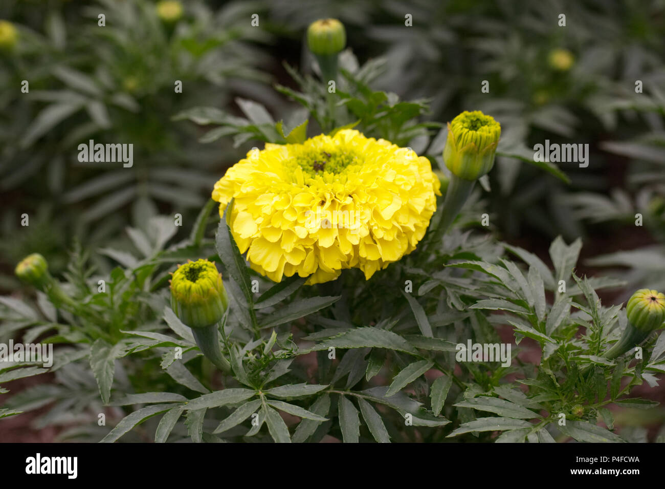 Tagetes erecta Inka II gelb Blumen. Stockfoto