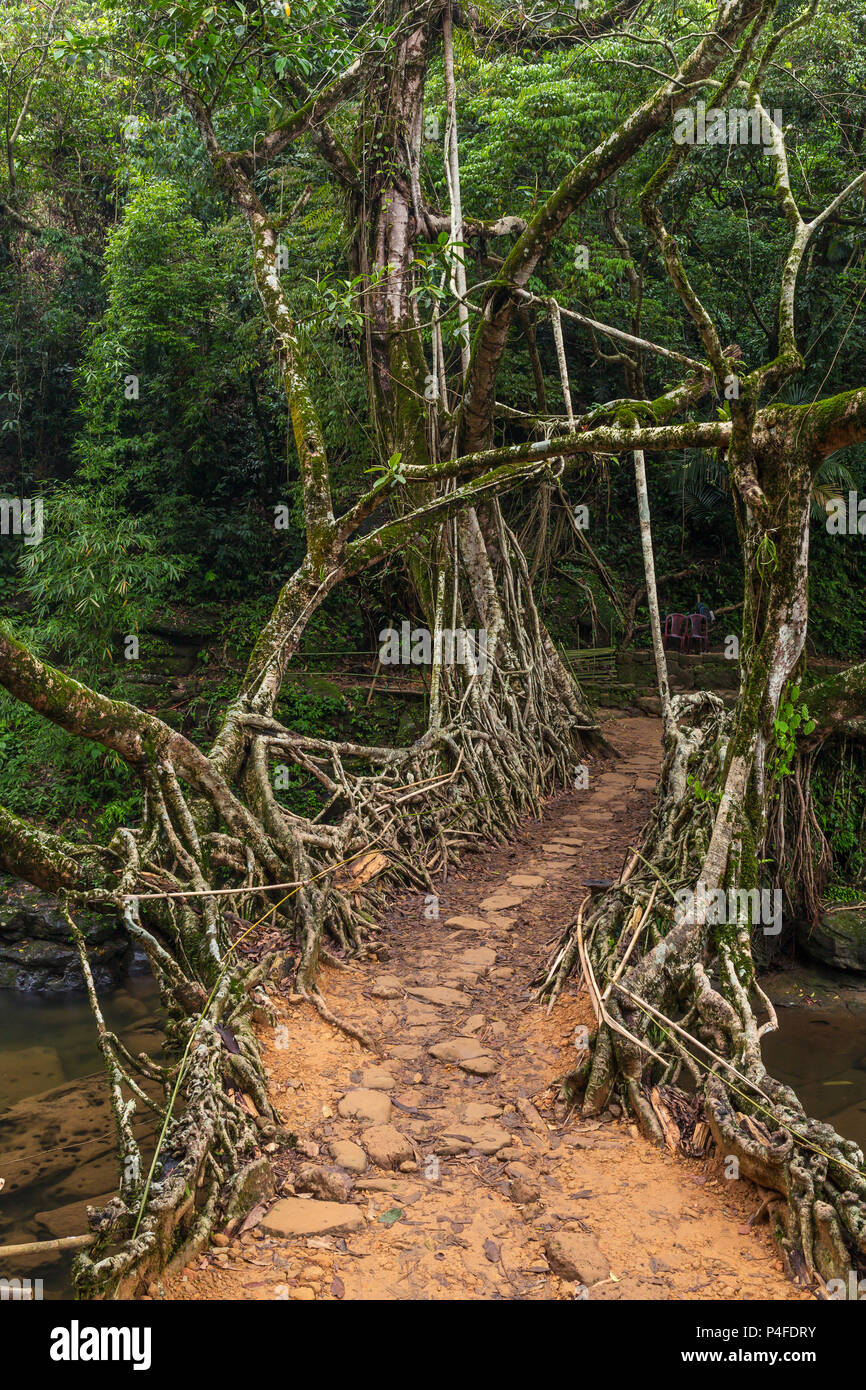 Leben Wurzeln Brücke in der Nähe von Riwai Dorf, Cherrapunjee, Meghalaya, Indien. Diese Brücke ist durch die Ausbildung von baumwurzeln über Jahre zusammen zu stricken. Stockfoto