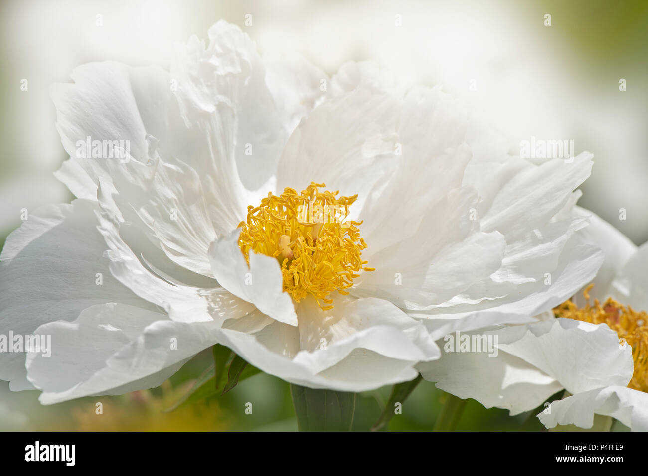 Close-up Bild einer schönen, weißen, Sommer blühende Pfingstrose Stockfoto