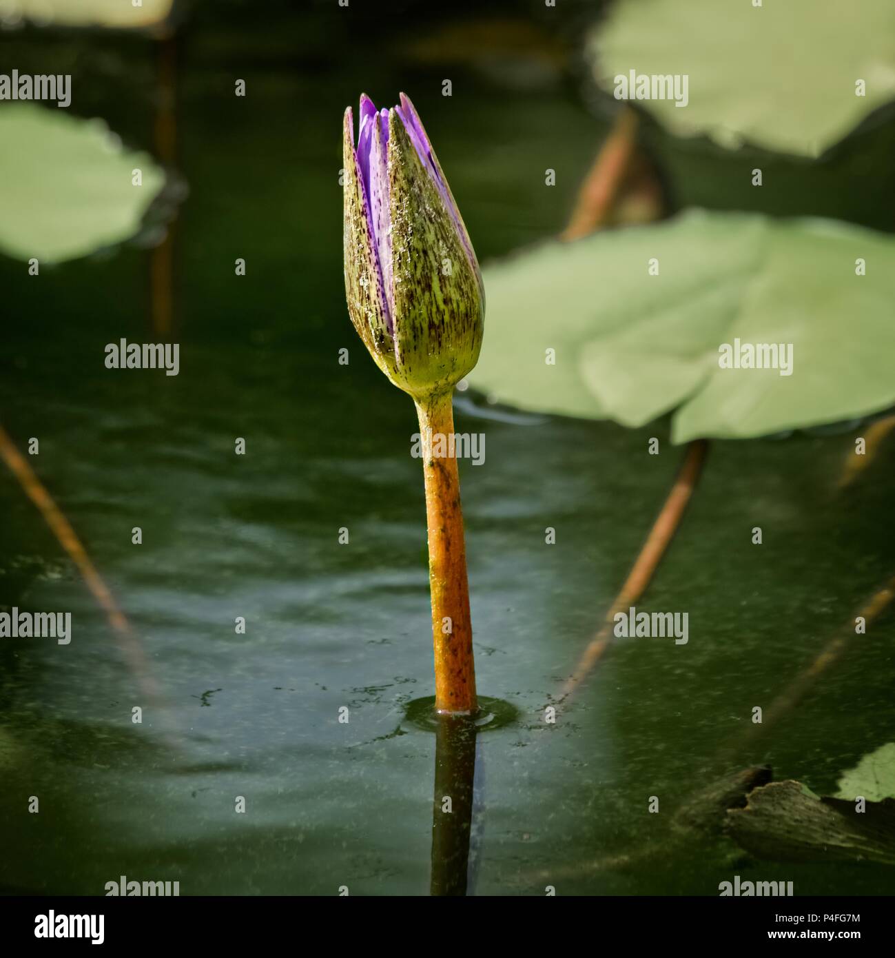 Das Waldland TX USA - Juni 5, 2018 - Lily Pad Blume geschlossen Stockfoto