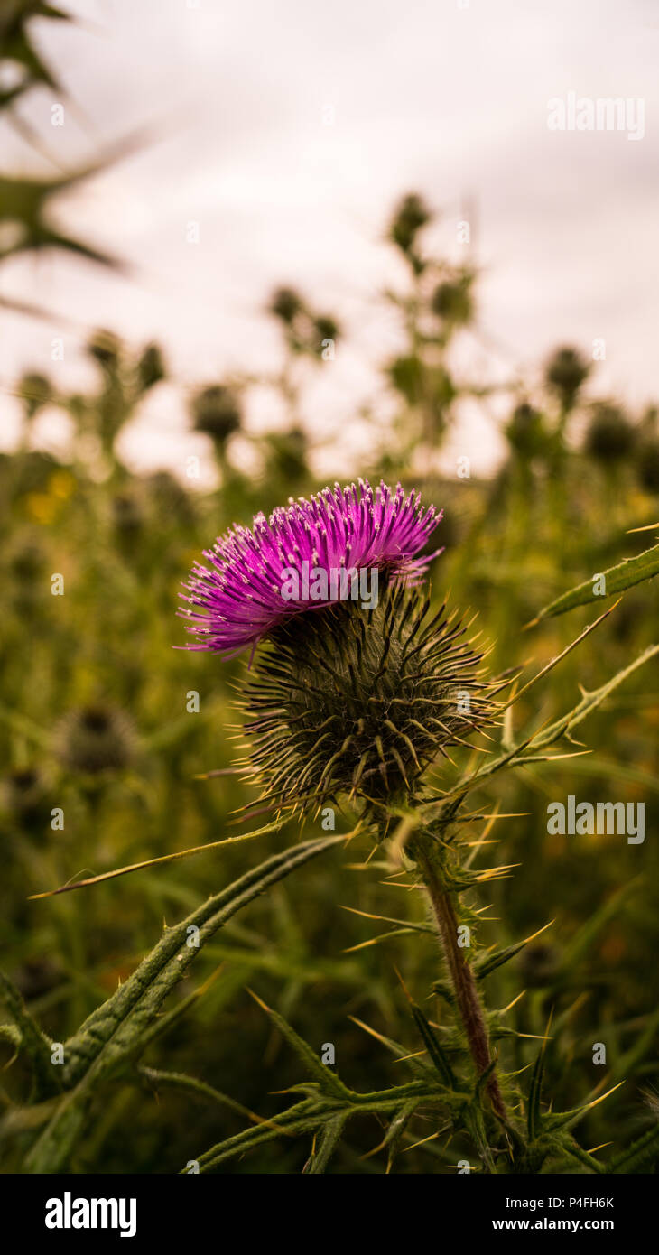 Lila Distel in der grünen Gras Felder Stockfoto