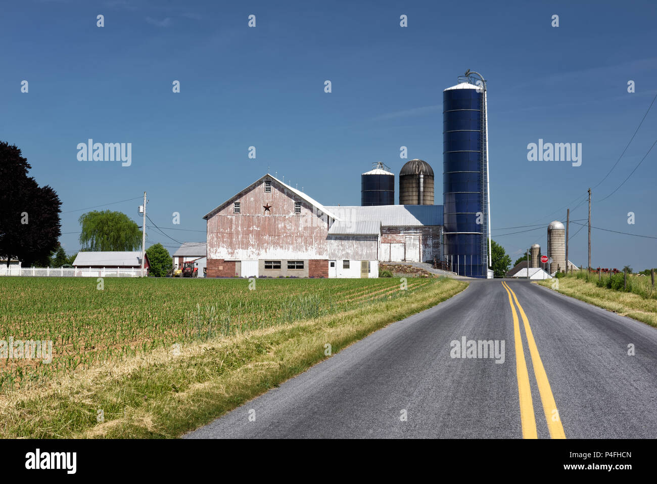 Malerische Molkerei mit weißen Scheune und neue Maisfeld entlang einer Straße in Pennsylvania, USA. Stockfoto