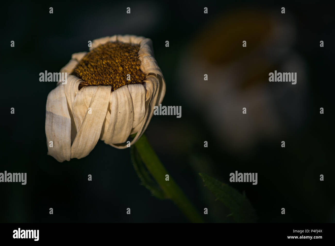 A FADING Daisy mit Verwelkten Blütenblätter Stockfoto