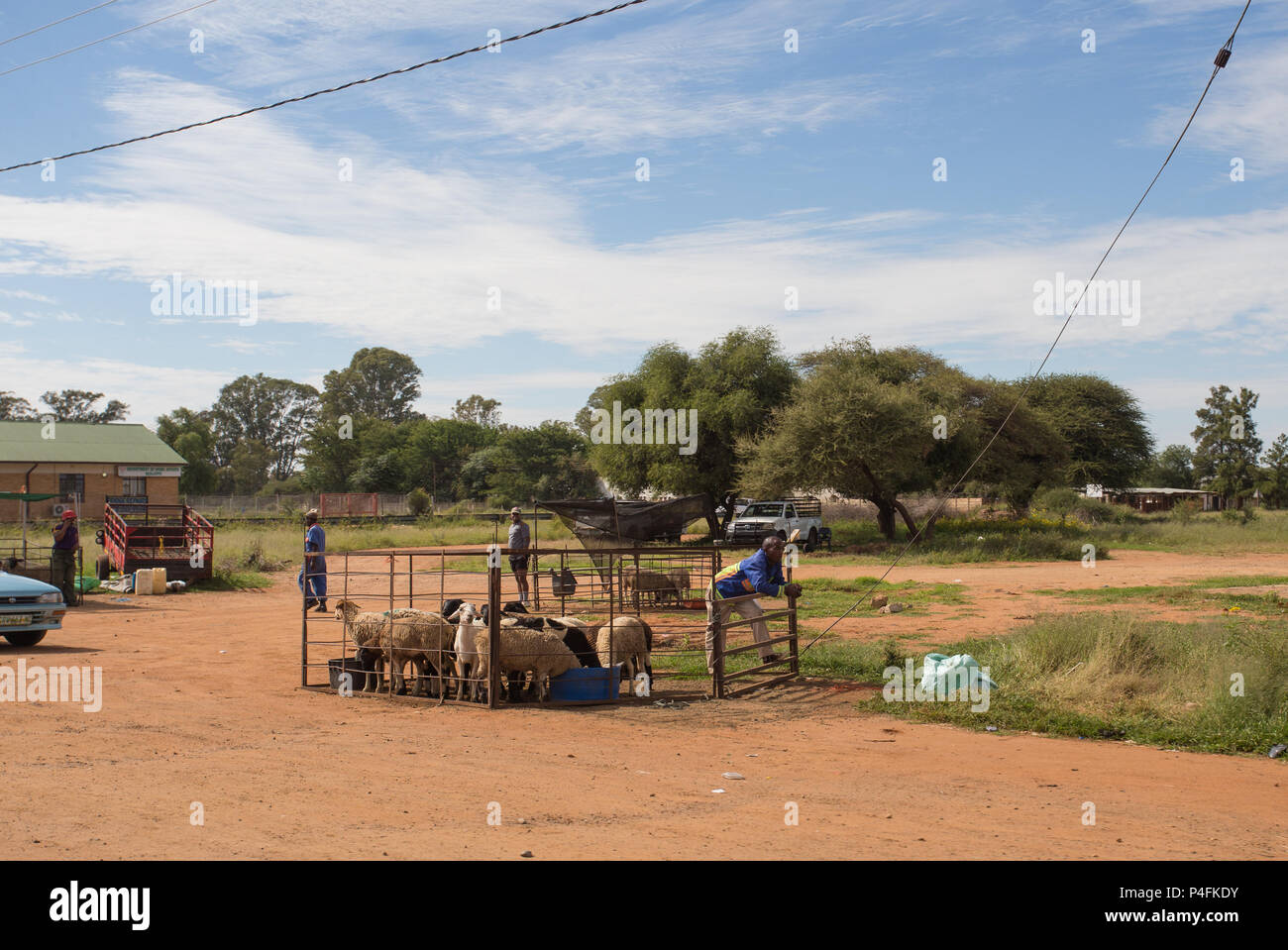 Schwarze afrikanische ländliche Straßenhändler, die Schafe oder Vieh verkaufen, werden in einem Stift am Straßenrand im nördlichen Kap, Südafrika, gehalten Stockfoto