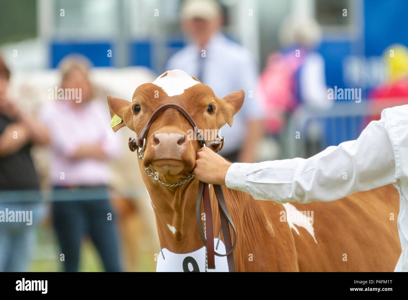 19 & 20. Juni 2018 - Die Cheshire Showground bei Clay House Farm Flittogate Lane, Knutsford bewirtete die 2018 Royal Cheshire County. Die Show ist ab Stockfoto