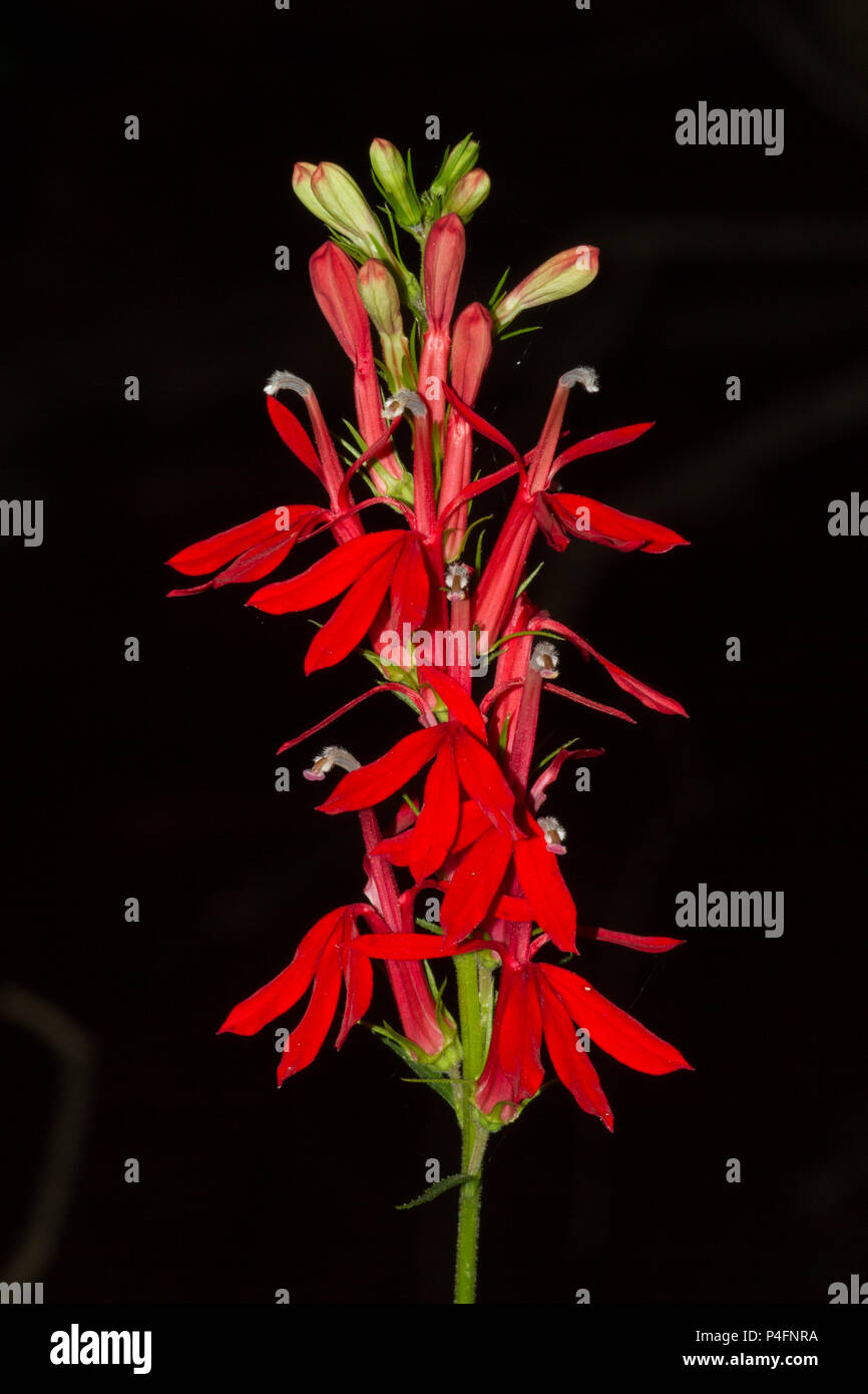 Kardinal Blüten. Stockfoto