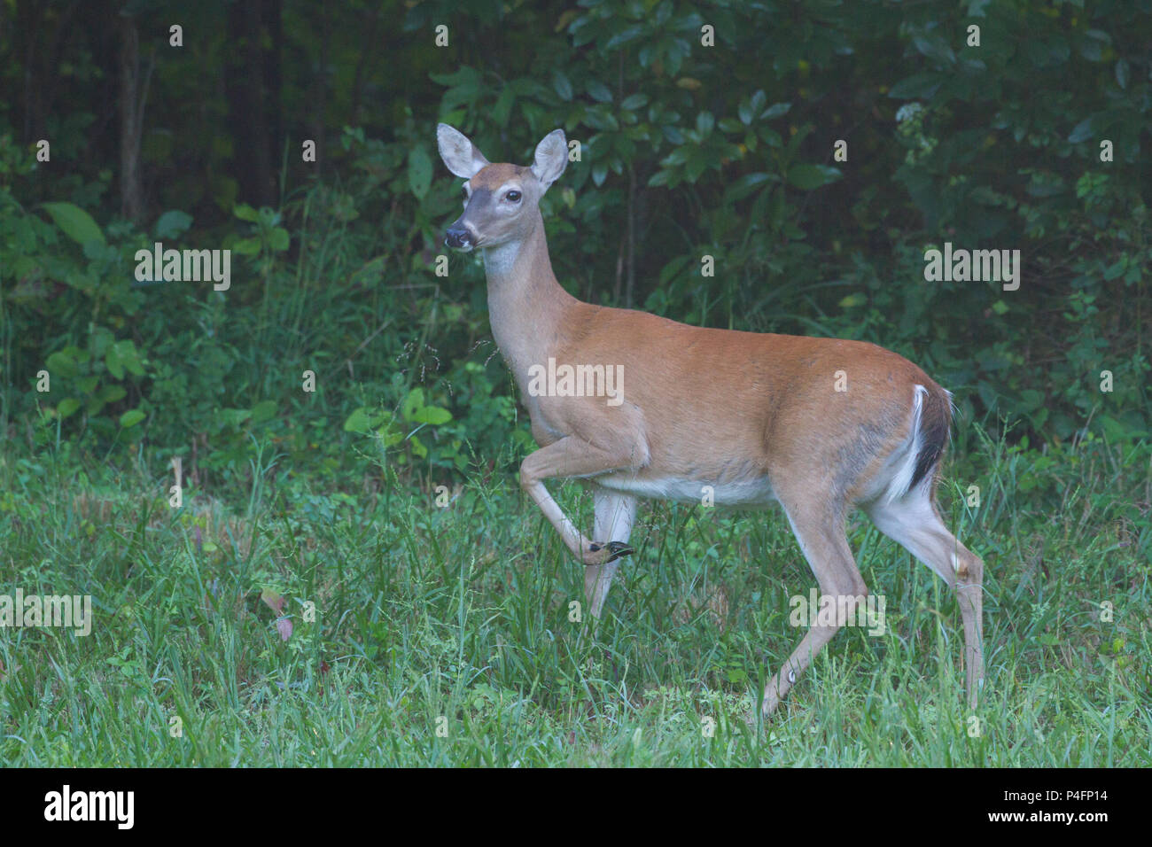 Eine Warnung mit weißem Schwanz Rehe doe im Sommer. Stockfoto