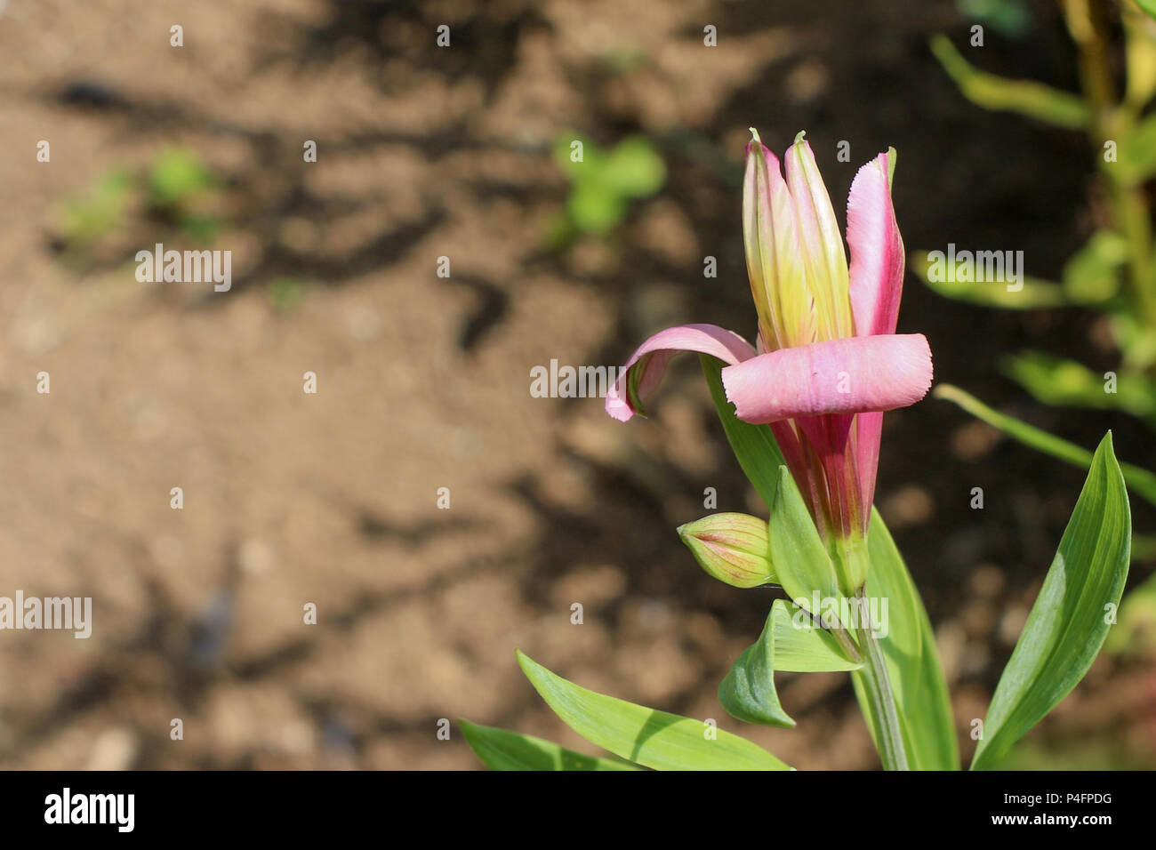 Schöne frische Lilie Blumen in Natur Hintergrund Stockfoto