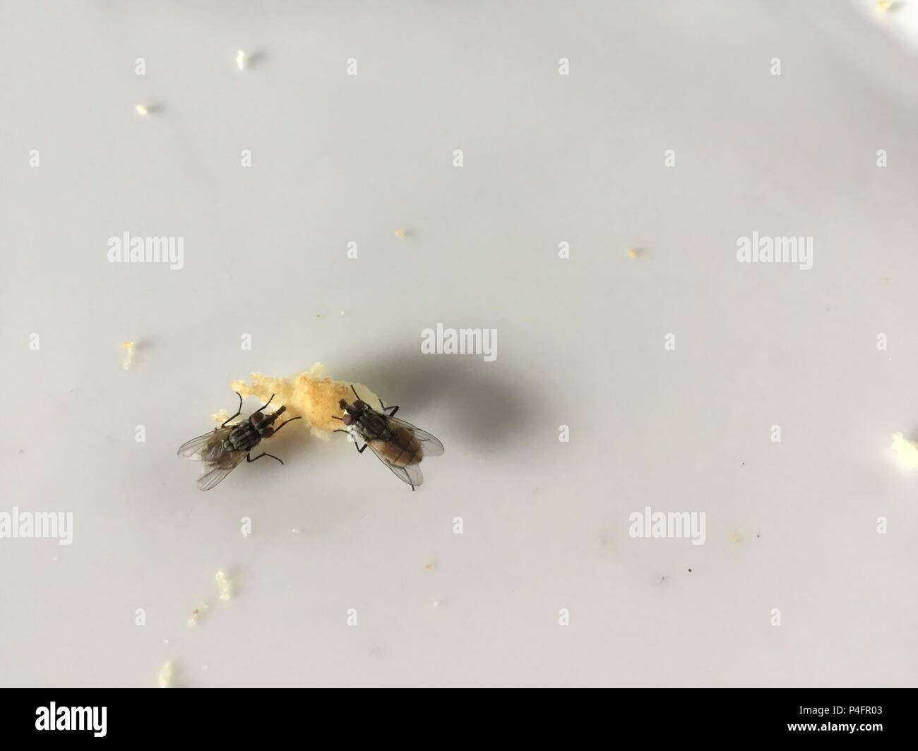 Dirty Gemeinsame stubenfliege Kuchen essen, Musca domestica, am weißen Tisch isoliert Stockfoto