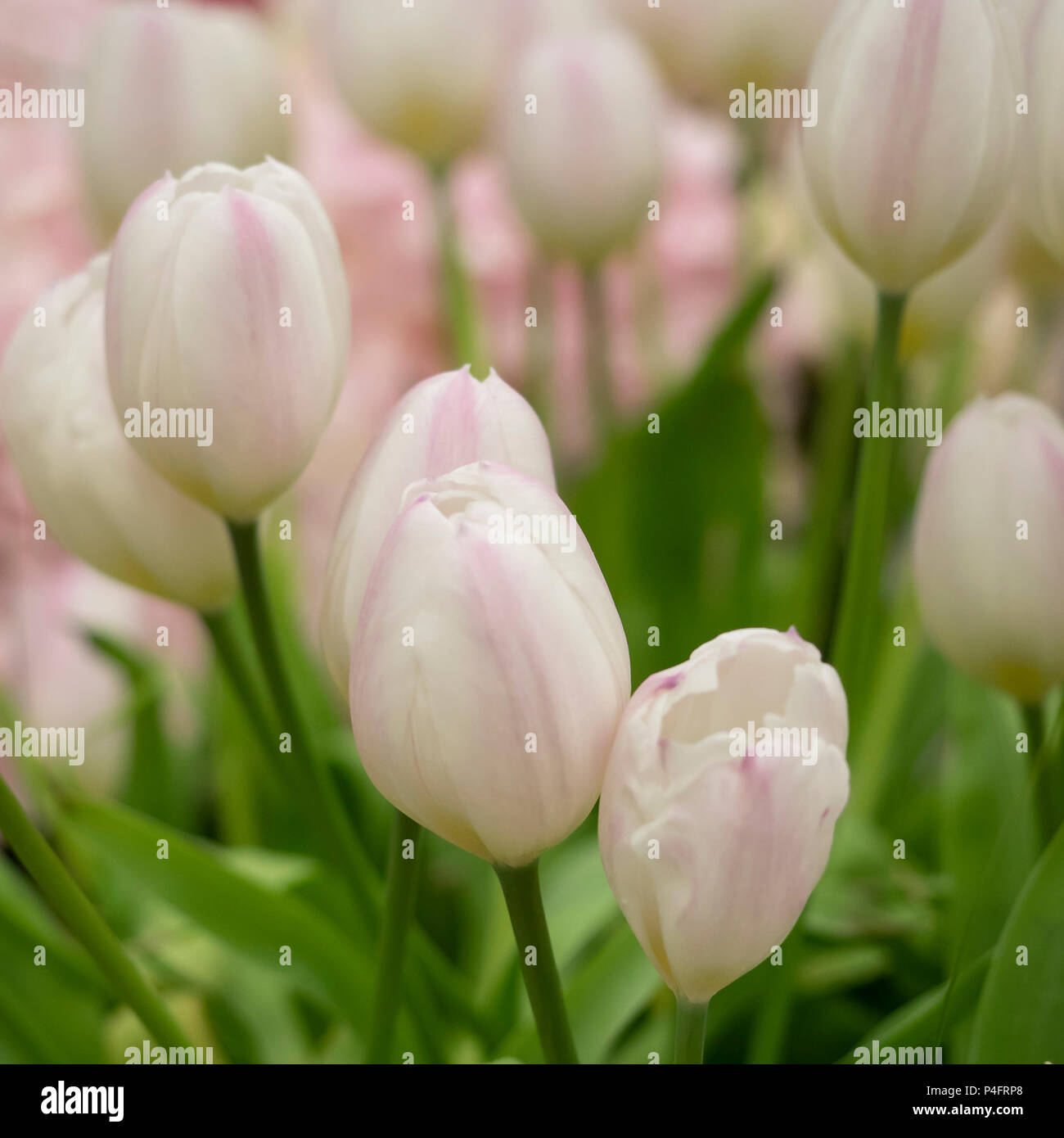HINTERGRUND - Weiße und blassrosa Tulpenblumen Stockfoto