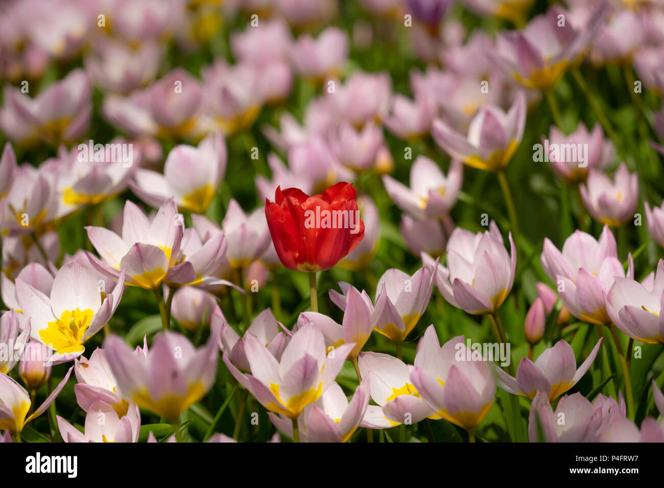 Lone Red Tulip in einer Ausstellung von Tulip „Lilac Wonder“-Blumen Stockfoto