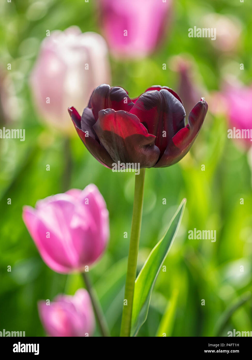 HINTERGRUND: Dunkelrosa Tulpe gegen blassrosa Stockfoto