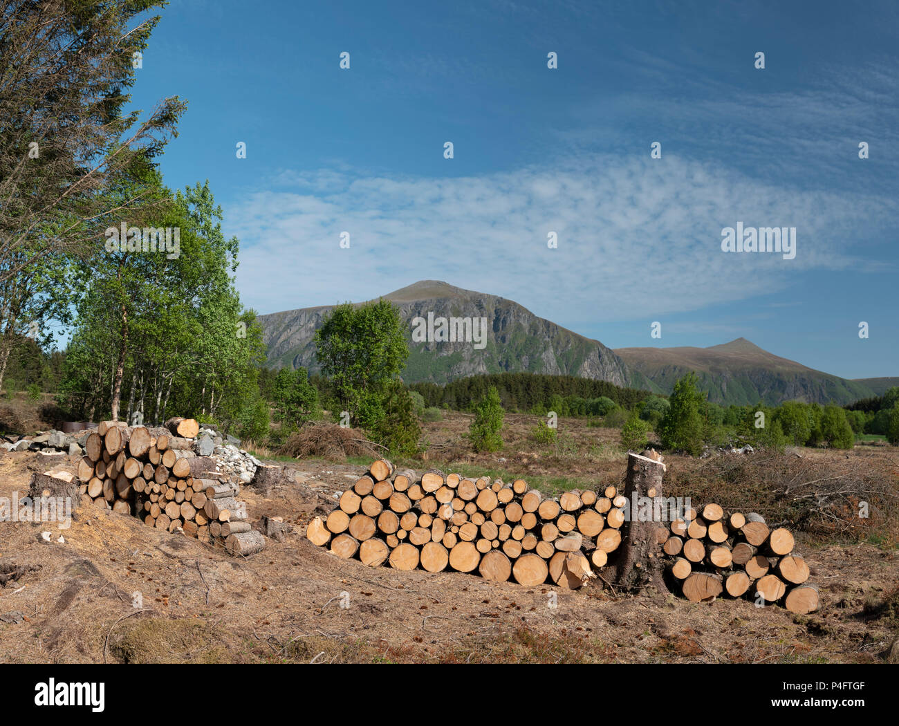 Norwegian Wood, Bud, Norwegen. Stockfoto