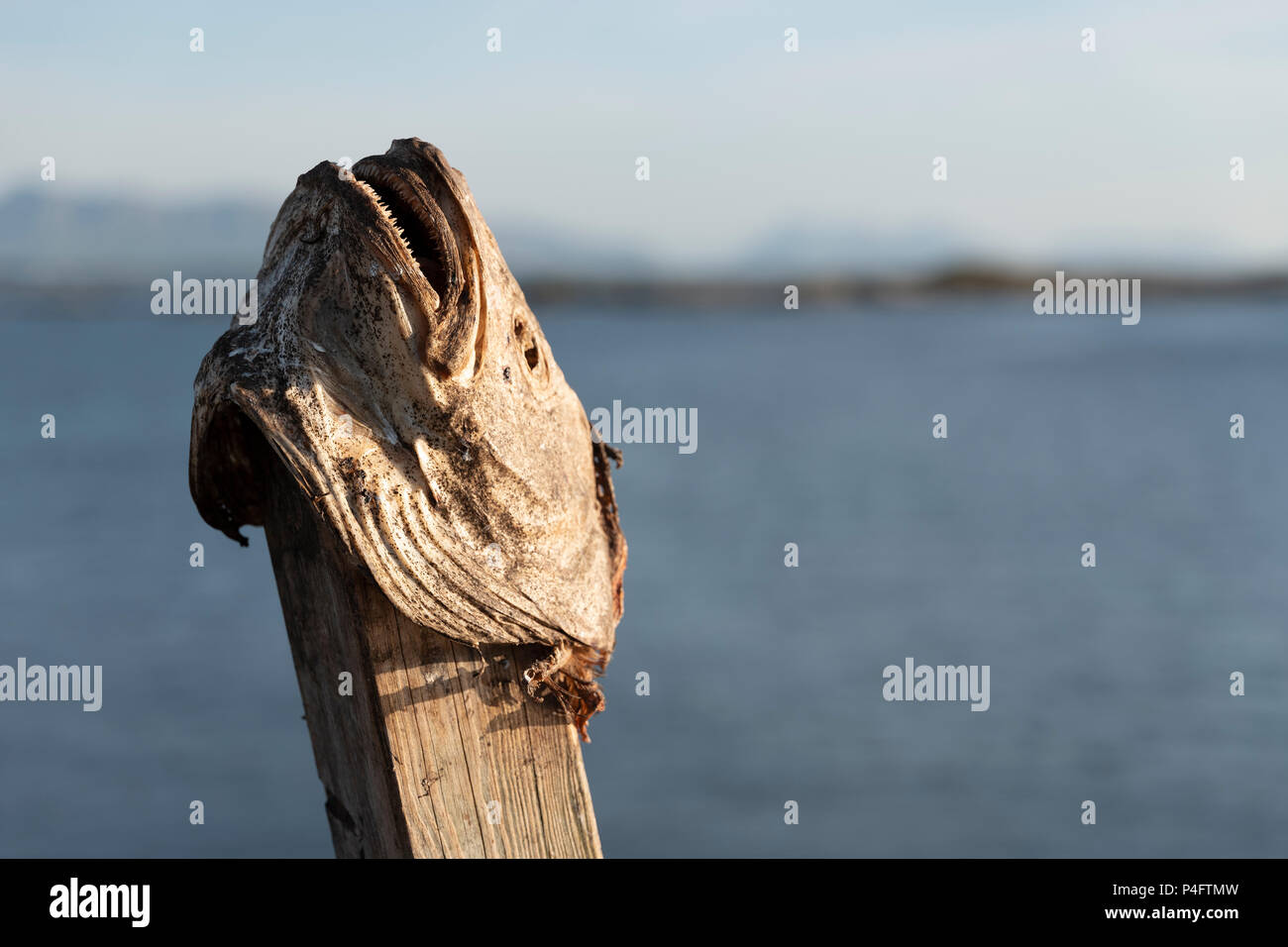 Cod Fish Head auf einem Stick, Bud, Norwegen. Stockfoto