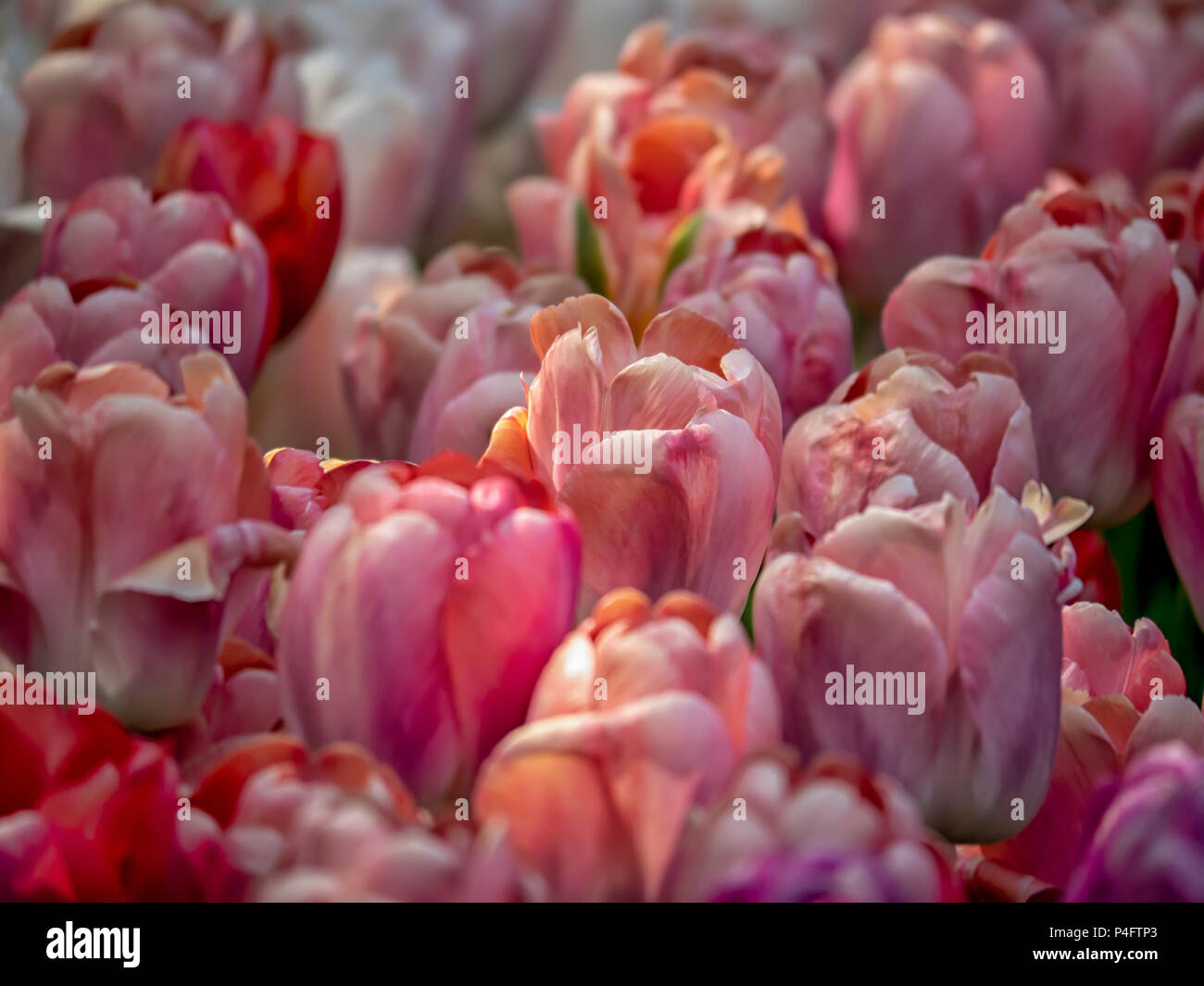 Nahaufnahme der Ausstellung von Tulipa "Lachs-Impression" in einem Garten Stockfoto