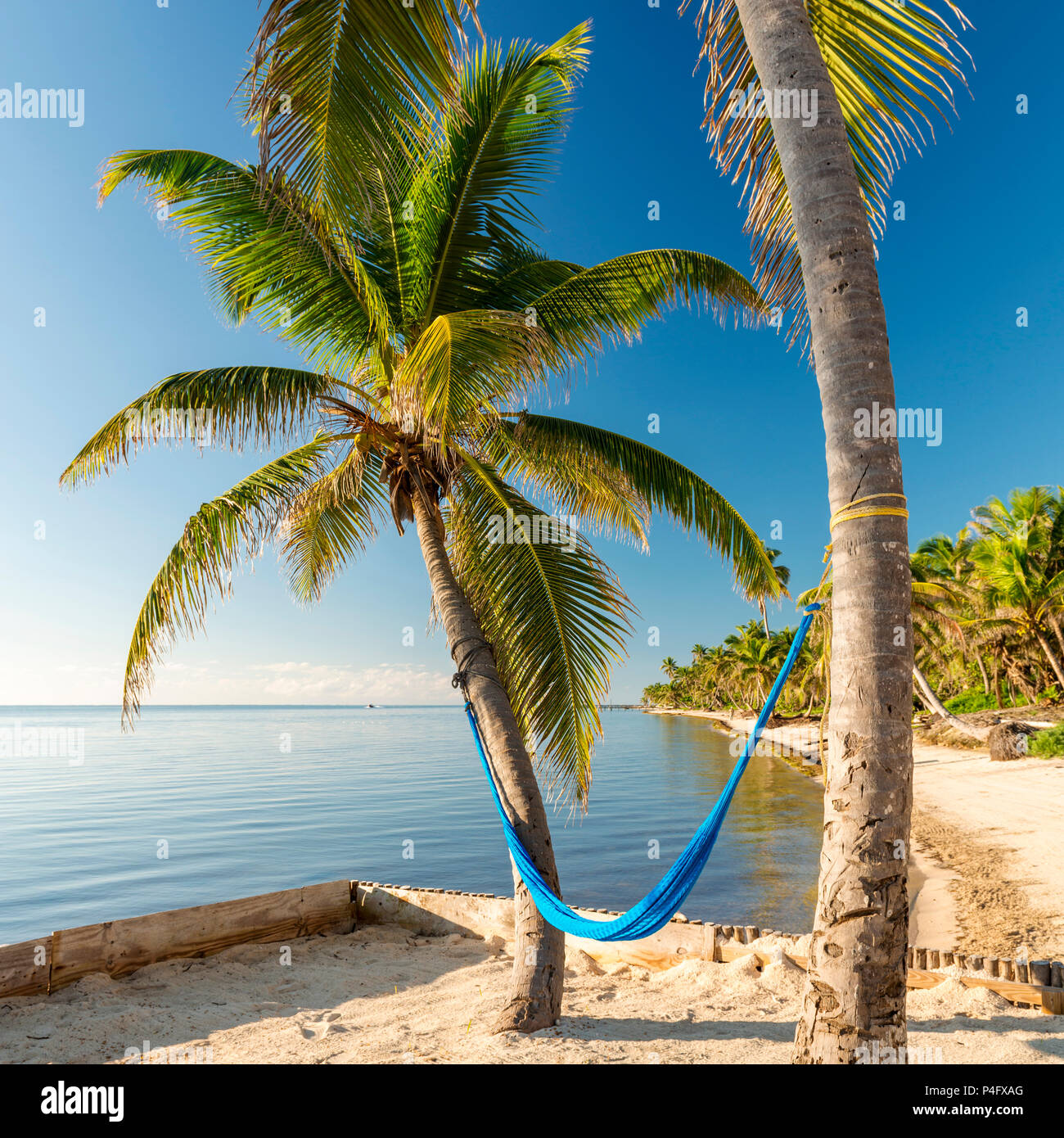 Tropische Insel Strand mit Hängematte auf Palmen ausgesetzt Stockfotografie  - Alamy