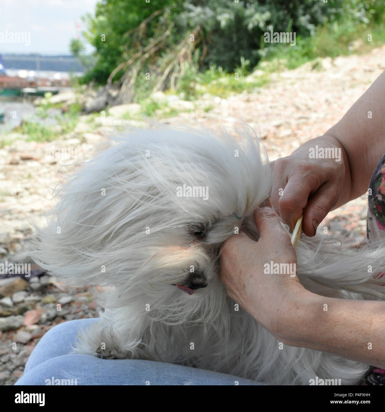 Detailansicht des Kämmens des weißen Malteser Hund. Stockfoto