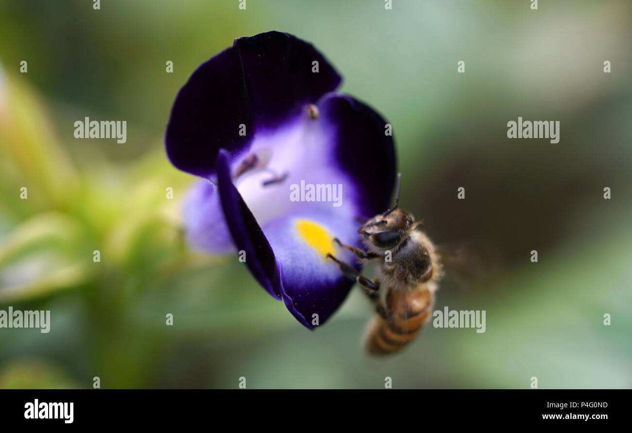 Yangzhou, China Jiangsu Provinz. 21 Juni, 2018. Eine Biene sammelt Honig auf eine blühende Blume an der schlanken West Lake Scenic Spot in Yangzhou Stadt, der ostchinesischen Provinz Jiangsu, 21. Juni 2018. Credit: Meng Delong/Xinhua/Alamy leben Nachrichten Stockfoto