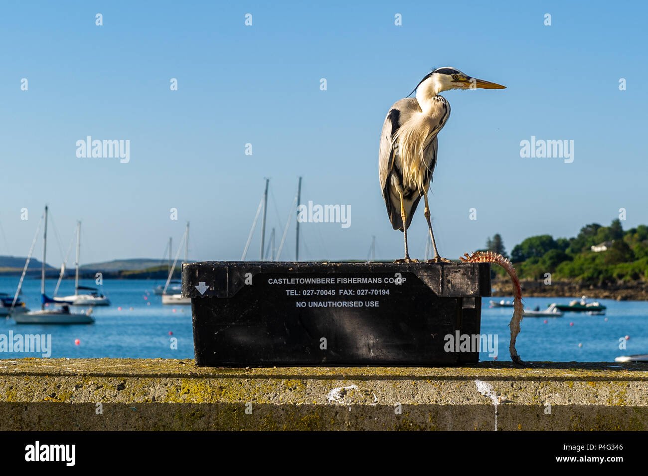 Schull, Irland. 22. Juni, 2018. Ein Graureiher (Ardea cinerea) macht das Beste aus dem sonnigen Wetter in Schull heute Morgen. Die Temperaturen werden in den nächsten Tagen und erreichte Mitte der -20 Celsius bis Mitte nächster Woche. Credit: Andy Gibson/Alamy Leben Nachrichten. Stockfoto