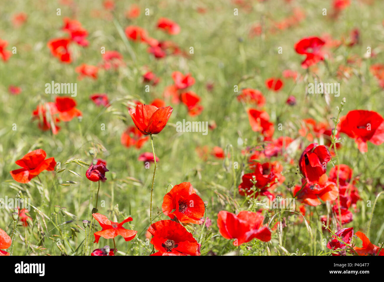 Maidstone, Großbritannien. 22. Juni, 2018. Ein Feld mit Mohnblumen ist derzeit in voller Blüte im Boxley außerhalb von Maidstone in Kent. Rob Powell/Alamy leben Nachrichten Stockfoto