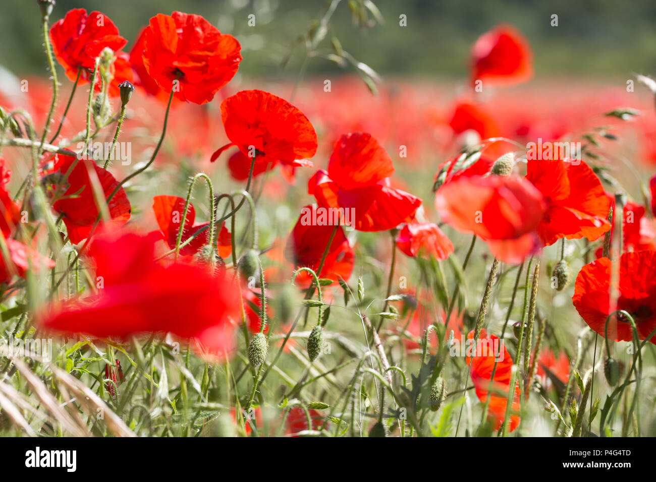 Maidstone, Großbritannien. 22. Juni, 2018. Ein Feld mit Mohnblumen ist derzeit in voller Blüte im Boxley außerhalb von Maidstone in Kent. Rob Powell/Alamy leben Nachrichten Stockfoto