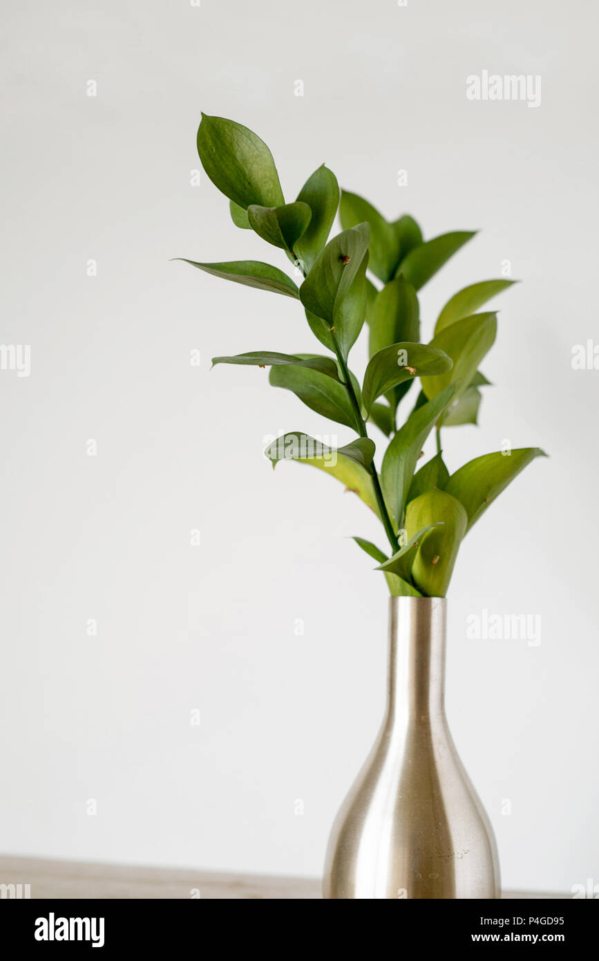 Grüne Füller Blätter in eine silberne Vase auf einem hellen Hintergrund, auch als Ruscus bekannt Stockfoto