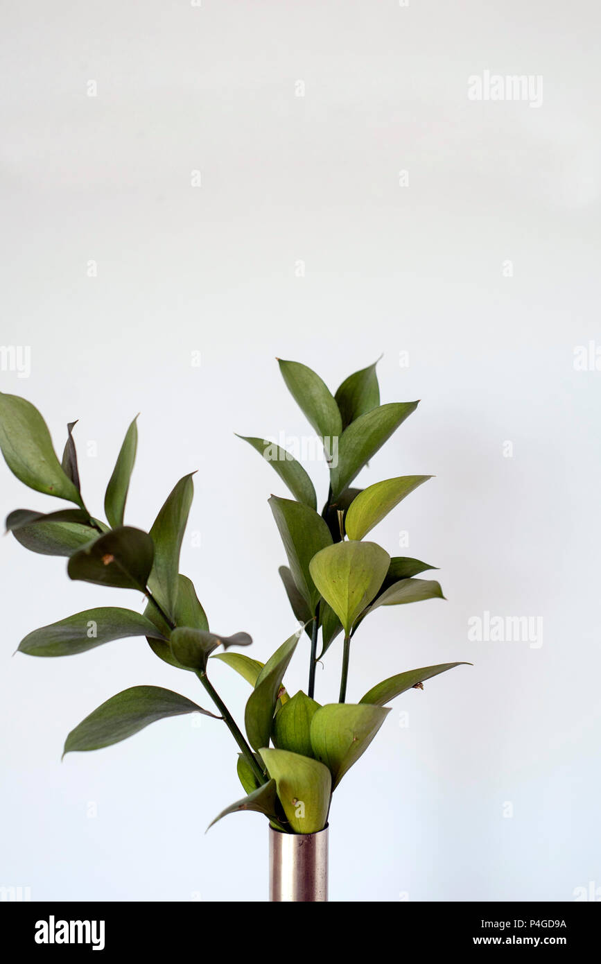 Ruscus Grün, Füller Laub als Minimalist-hauptdekor Stockfoto