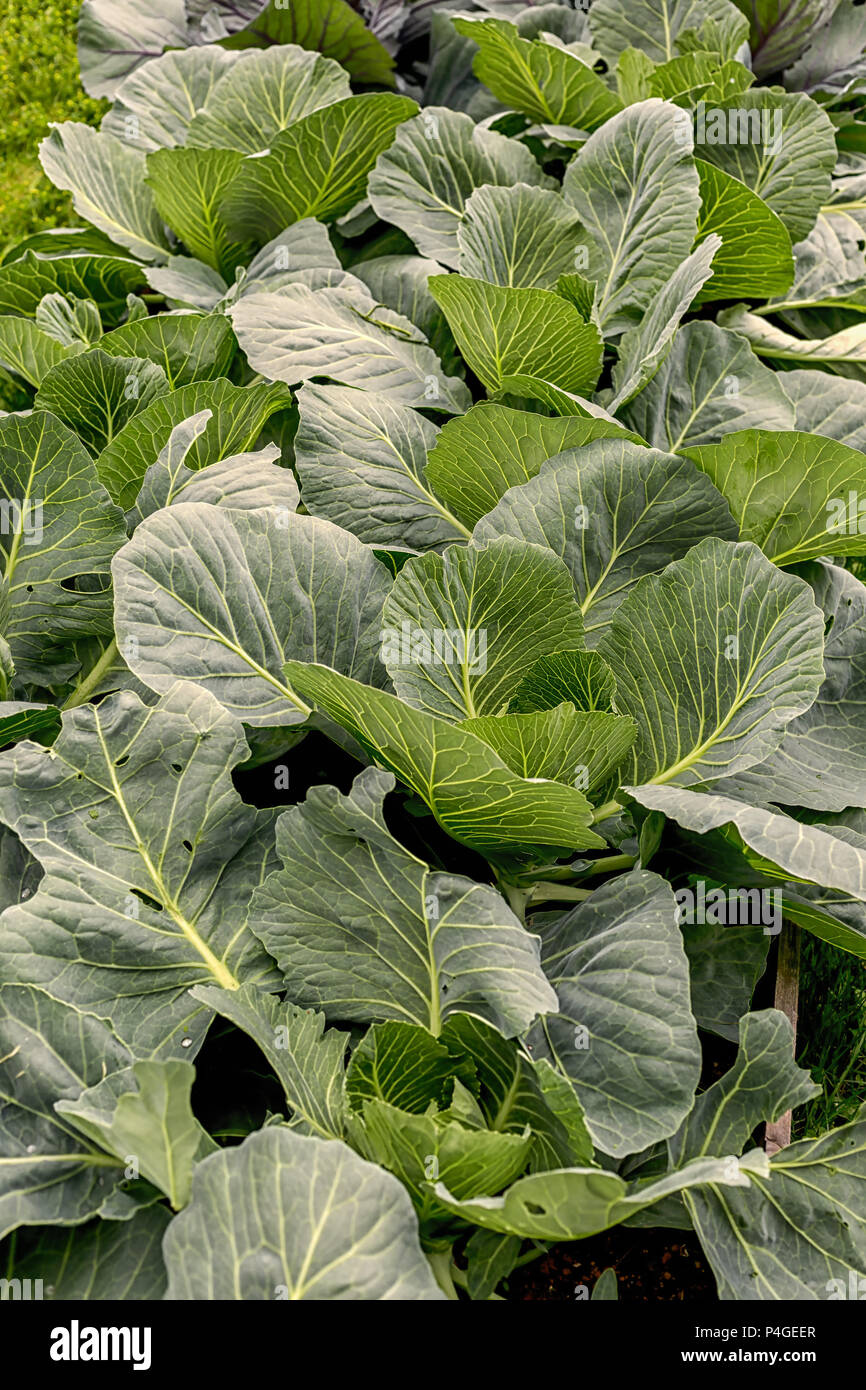 Junge Kohl Pflanzen in einer Farm. Stockfoto