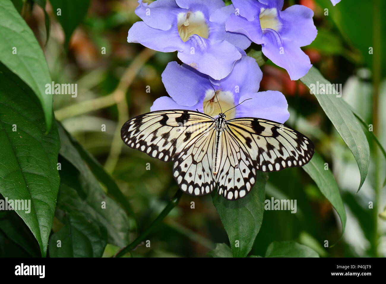 Große Weiße Baum Nymphe landet auf einer Blume im Garten Stockfoto