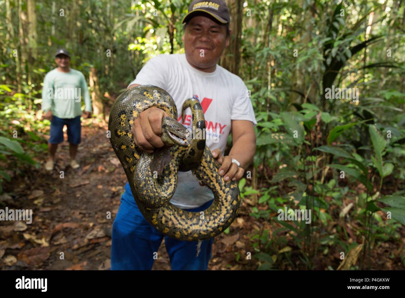 Ein lokaler Führer mit einem wilden grüne Anakonda, Eunectes murinus, Amazon National Park, Loreto, Peru Stockfoto