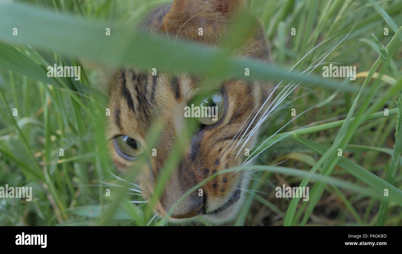 Bengalkatze Spaziergänge im Gras. Er zeigt verschiedene Gefühle. Der Blick des Tieres ist sehr nah an das Gras. Diese Katze frisst Gras. Stockfoto