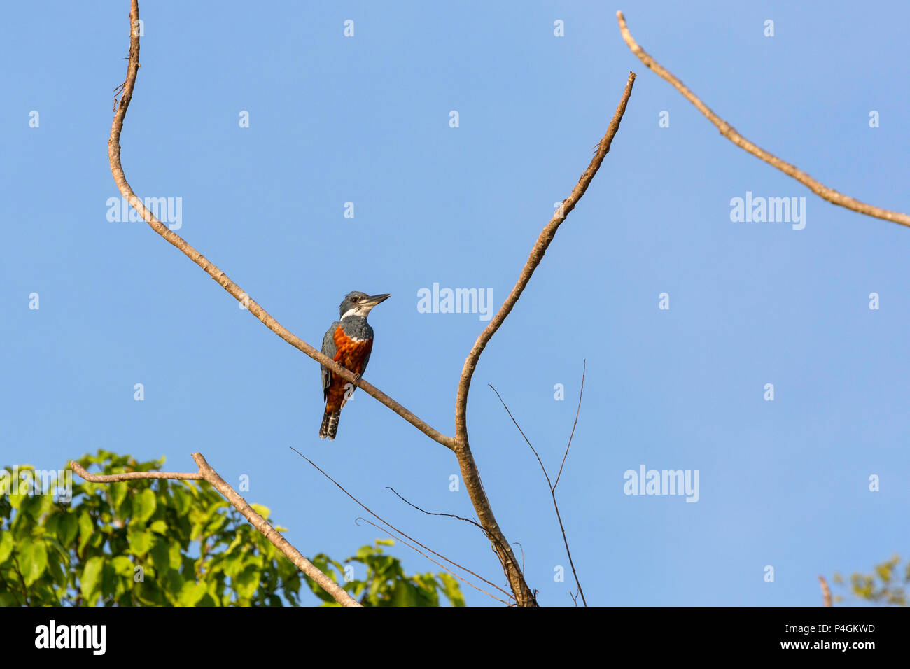 Nach beringt Eisvogel, Megaceryle torquata, Yanallpa caño, Obere Amazon River Basin, Loreto, Peru Stockfoto