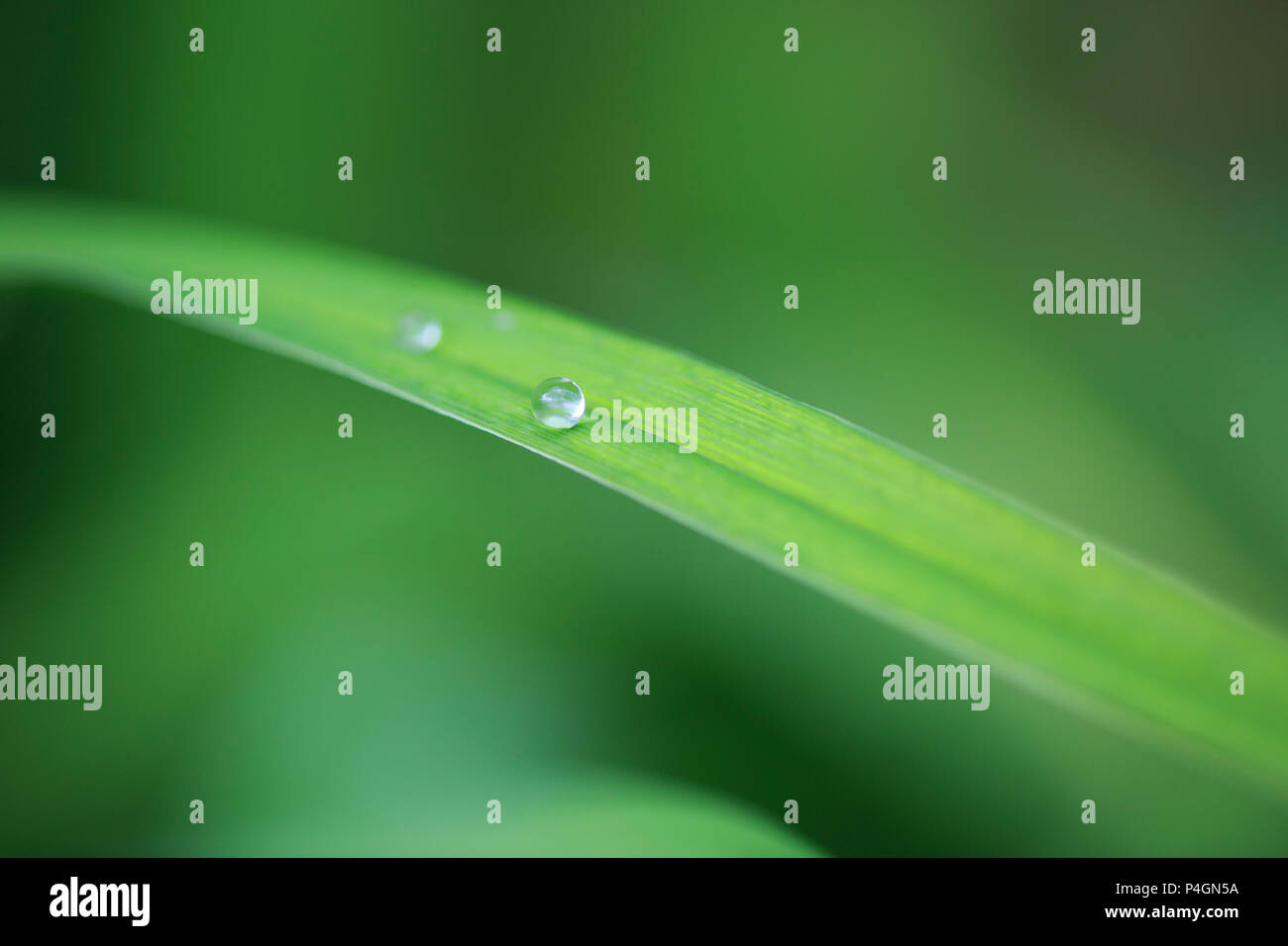 Wassertropfen auf dem Rasen Stockfoto