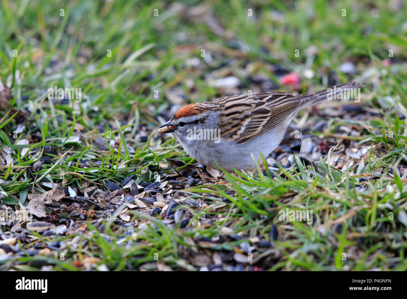 Chipping sparrow (Spizella passerina) auf dem Boden. Stockfoto