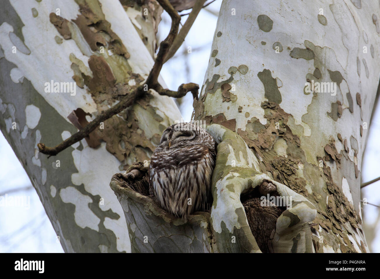 Weibliche verjähren in Owl (Strix varia) auf der nächsten in der Platane Baum Stockfoto