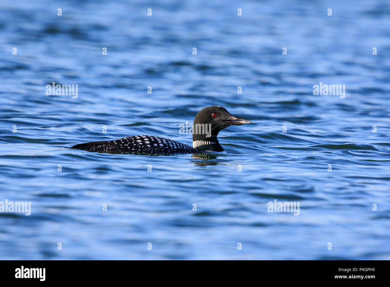 Common loon oder Great Northern diver (Gavia Immer) Schwimmen in einem See Stockfoto