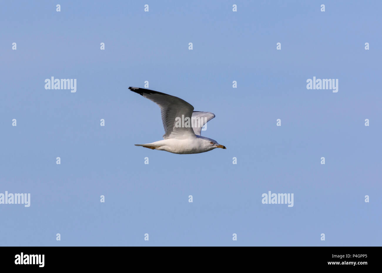 Ring-billed Gull (Larus delawarensis) im Flug Stockfoto