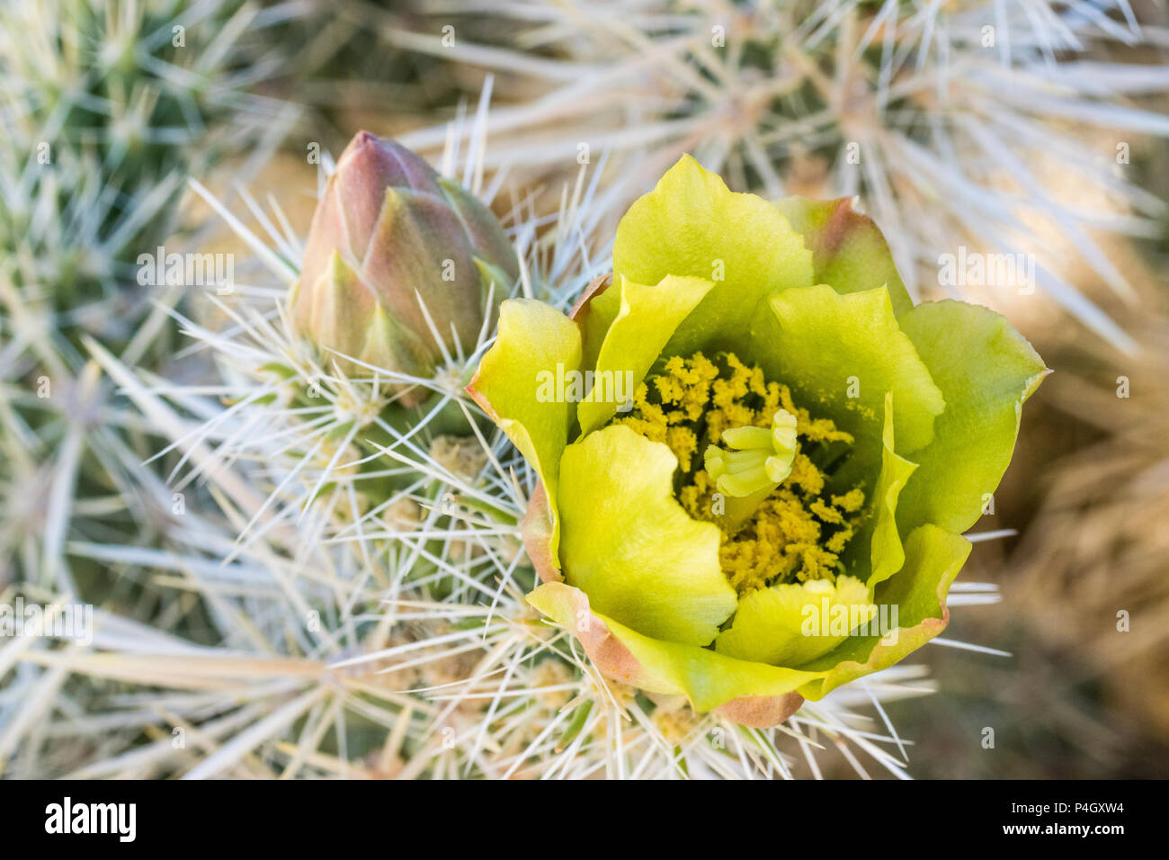 Nahaufnahme Blick auf Gelbe Cholla Cactus flower White Tank Bereich der Joshua Tree National Park, Kalifornien, USA Stockfoto