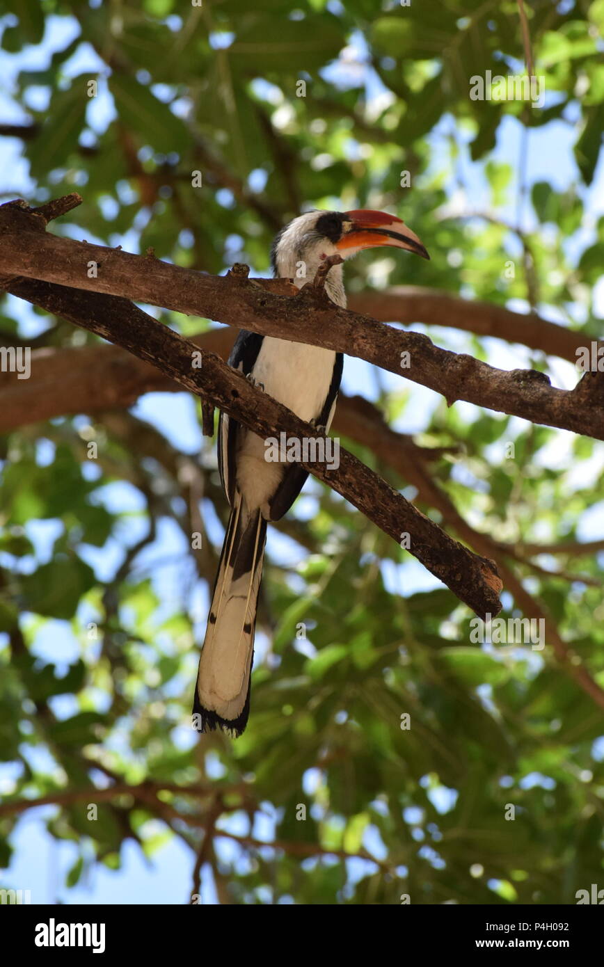 Afrikanischen Vogel Stockfoto