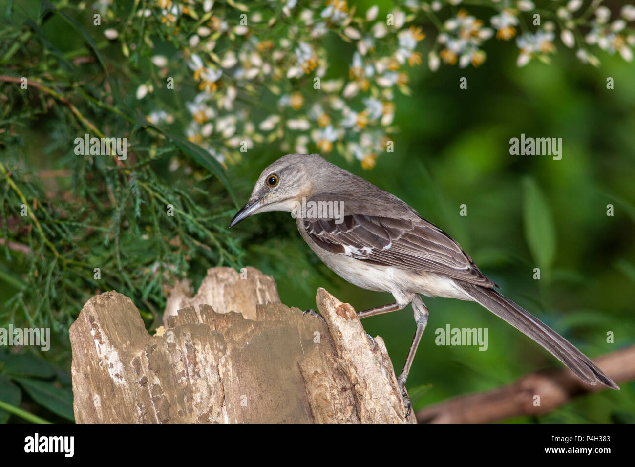 Northern Mockingbird, Mimus polyglottos, Charlotte, NC. Stockfoto