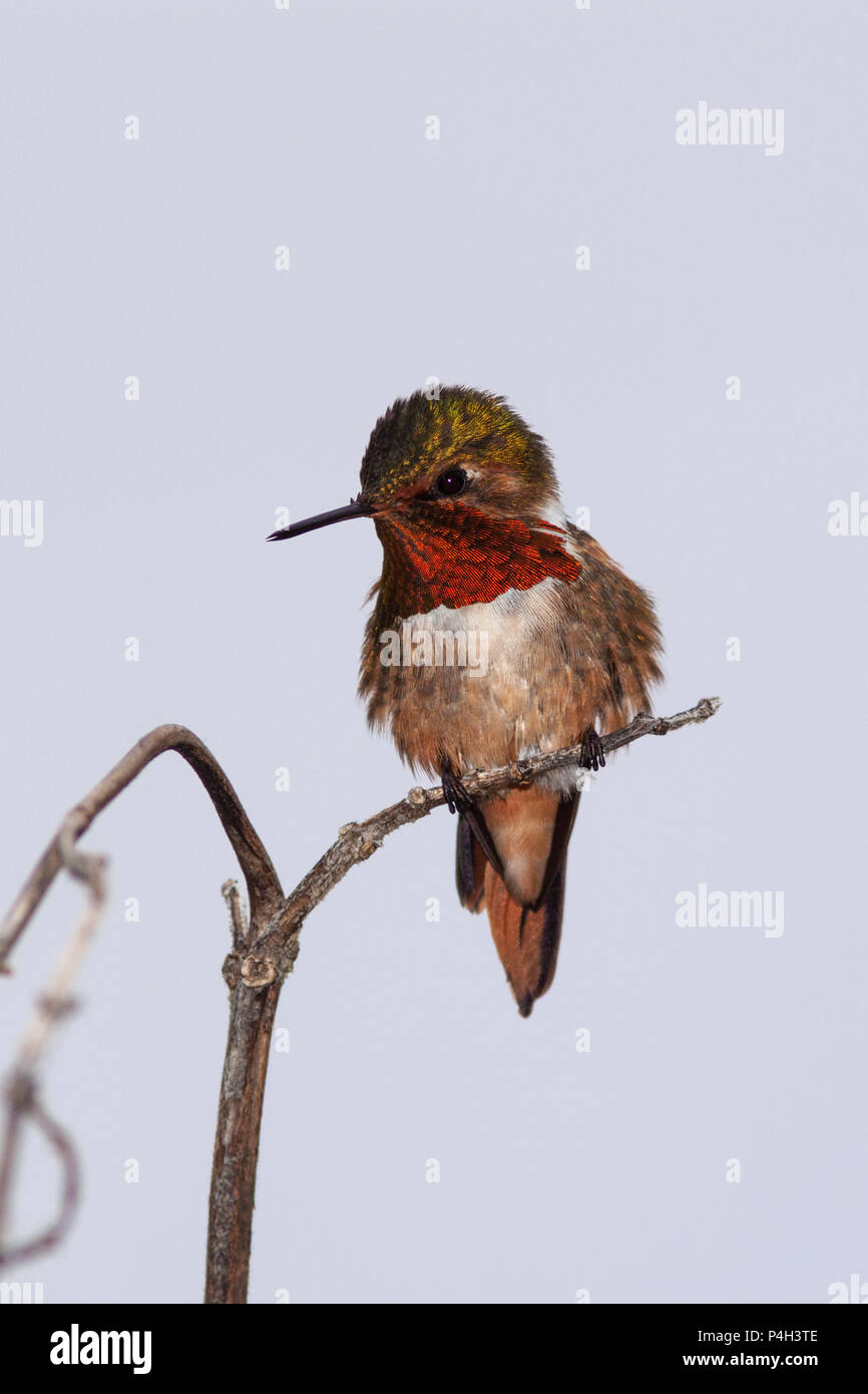 Funkelndes Kolibri, Selasphorus scintilla, Savegre Mountain Lodge in Costa Rica. Stockfoto