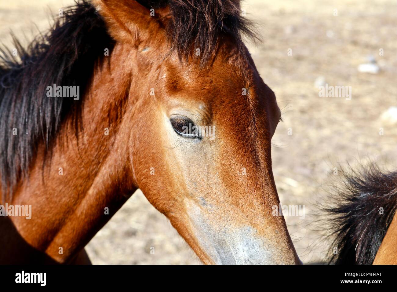 Wilde Pferde von Nevada, amerikanischen Wilden mustang Pferde in der hohen Wüste Stockfoto