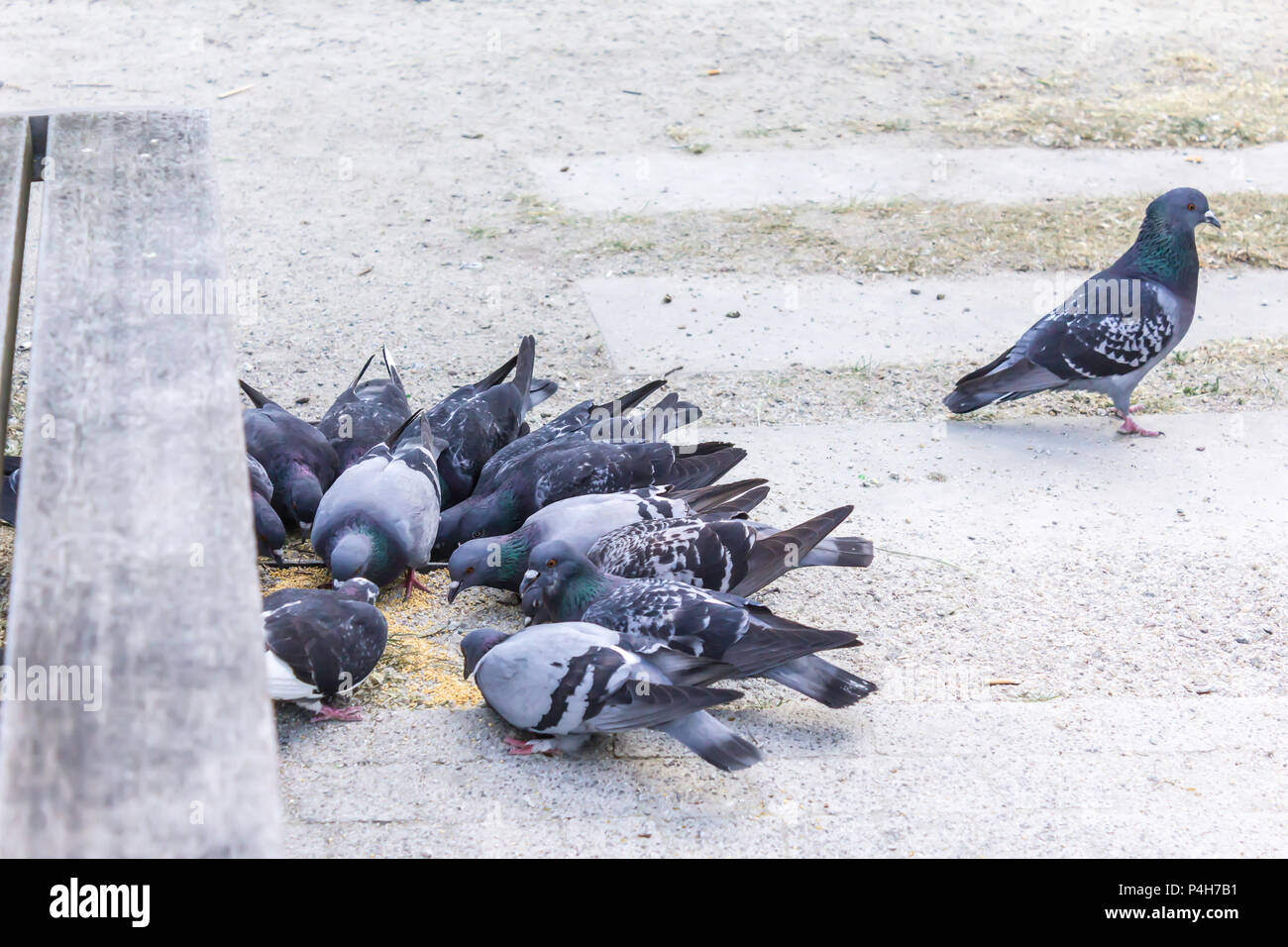 City Park. Ein paar Tauben peck streute Getreidekörner, aber eine Taube drehte sich weg. Über Vögel, Tiere, Erziehung, gute Umgangsformen. Stockfoto